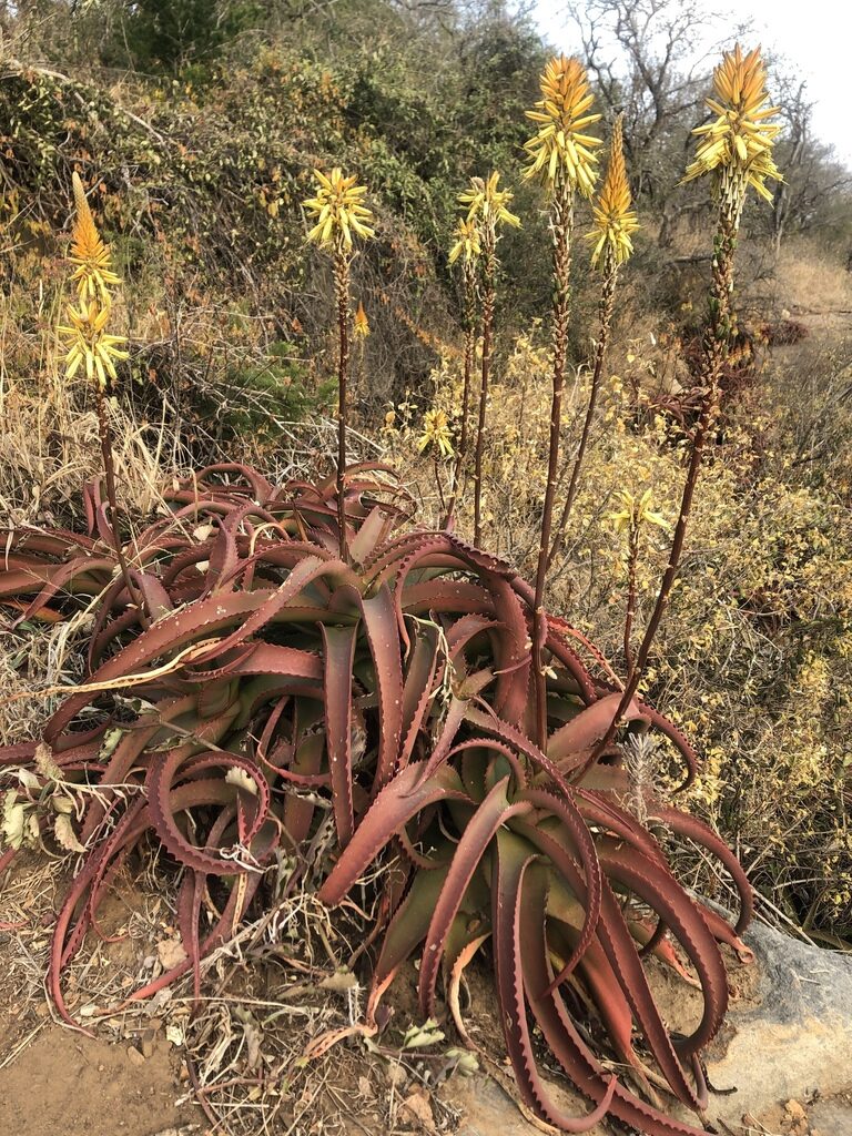 aloe vanbalenii guia completa