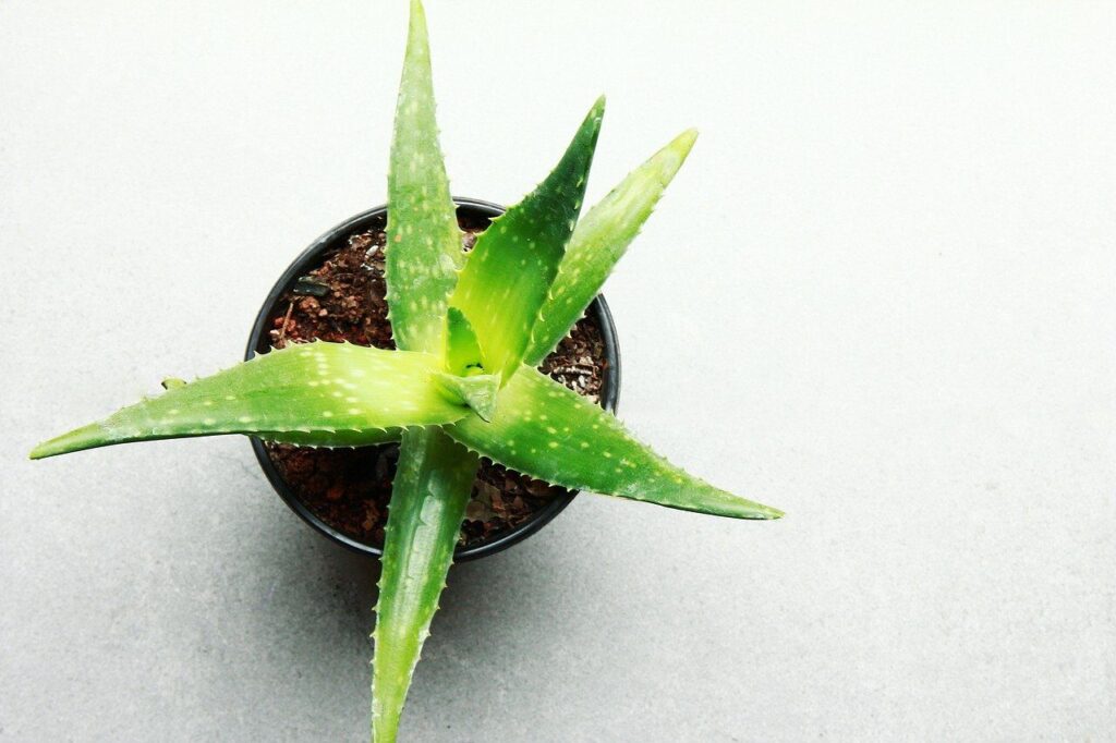 aloes arbustos guia completa