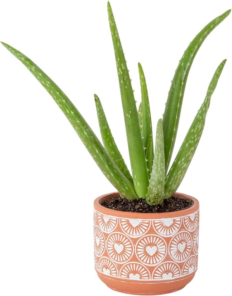 aloes rastreros guia completa