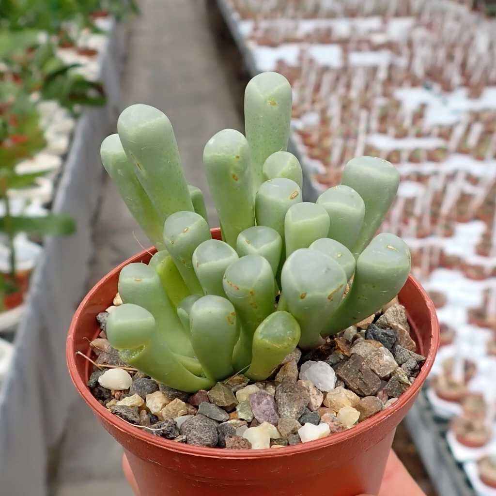 caracteristicas de fenestraria gemina