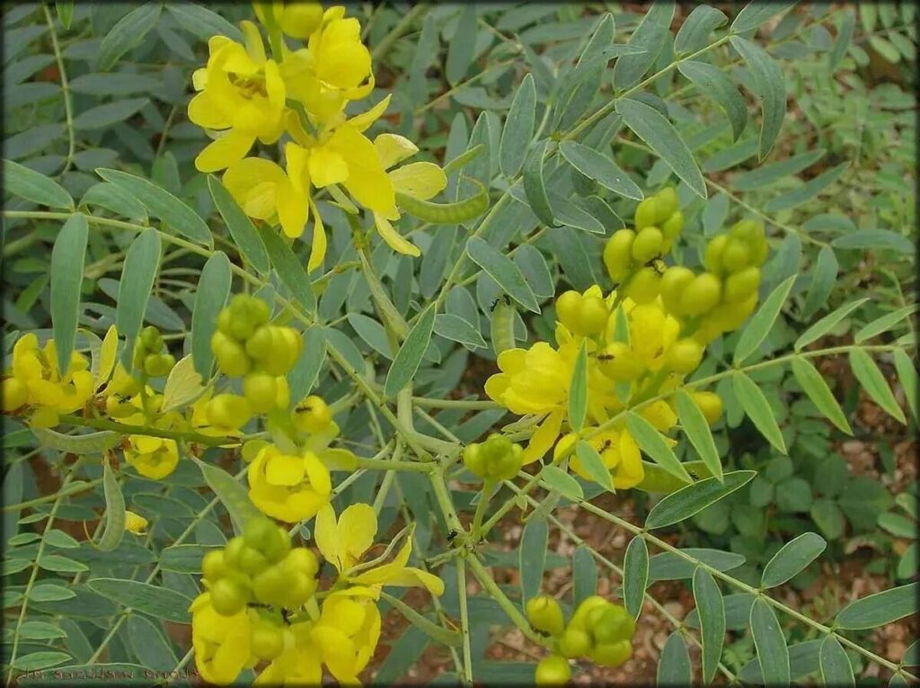 cotyledon acutifolia guia completa