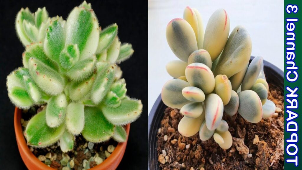 cotyledon africana guia completa