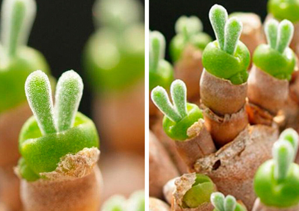 cotyledon aloinopsis guia completa