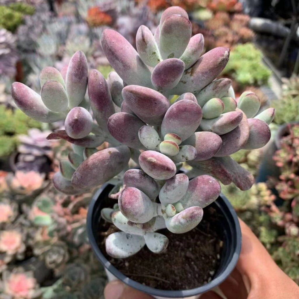 cotyledon argentea guia completa