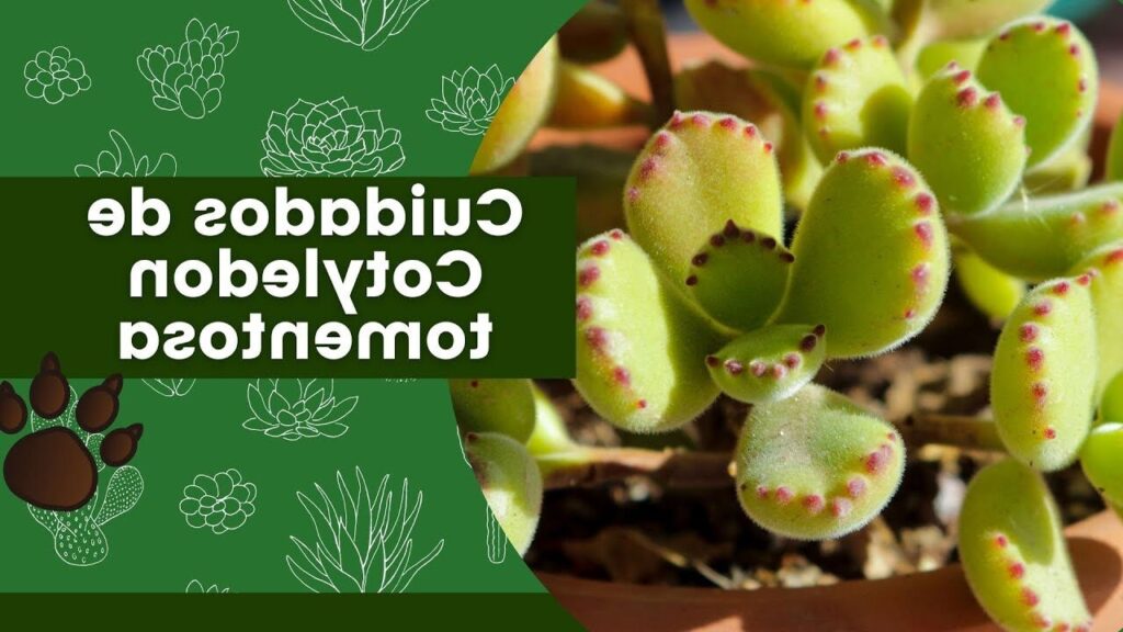 cotyledon bayeri caracteristicas y cuidados