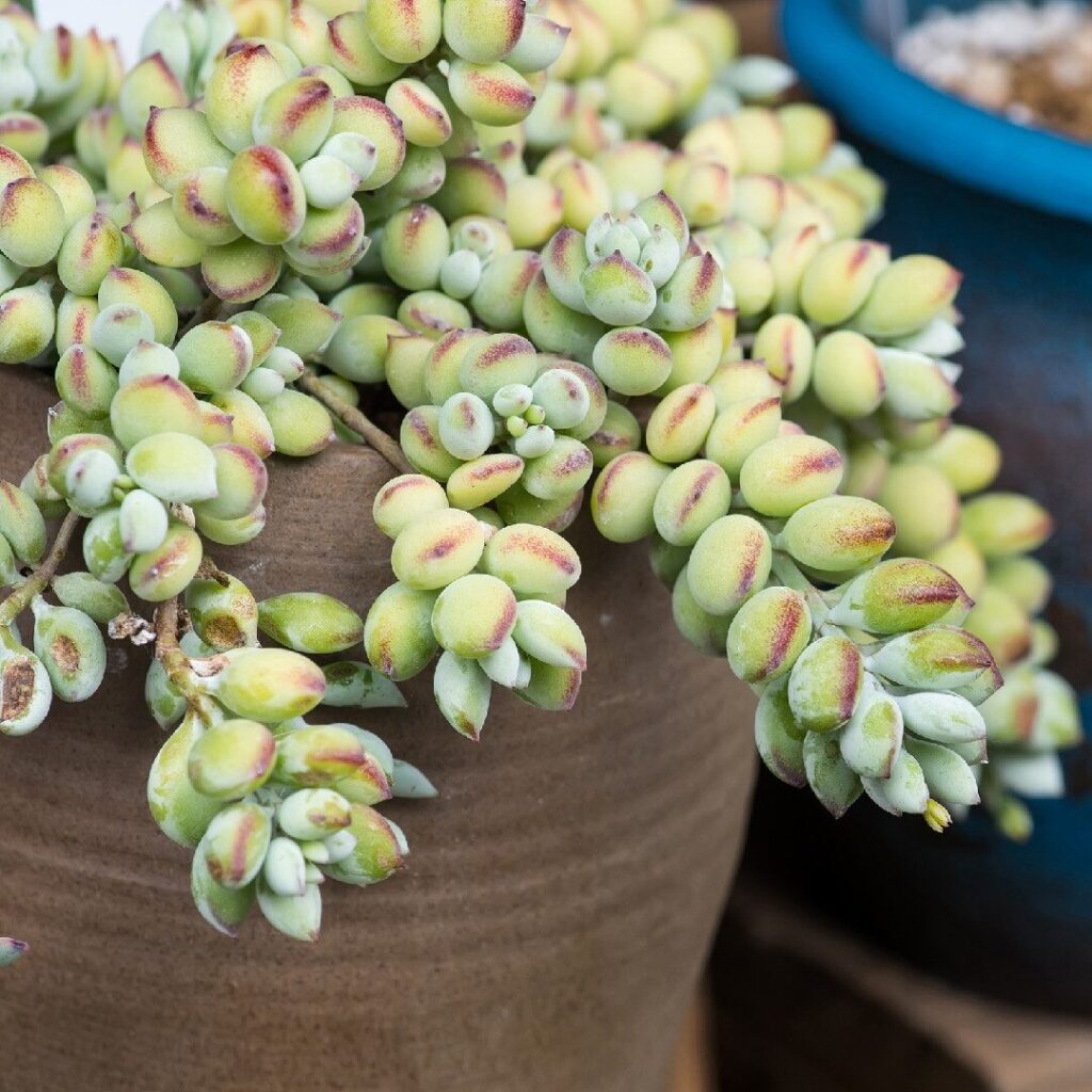 cotyledon cerisea guia completa