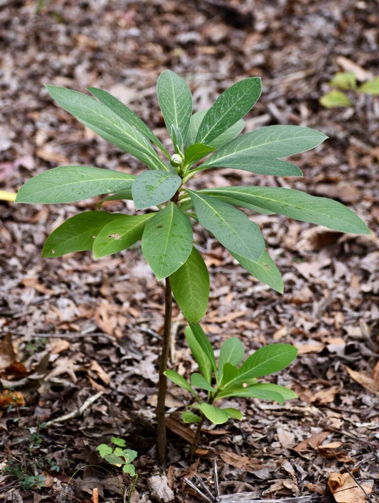 cotyledon chrysantha guia completa