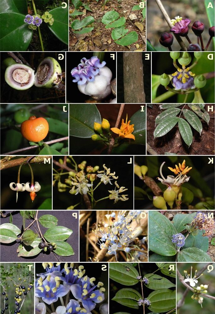 cotyledon crassifolia guia completa