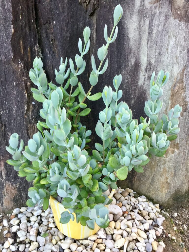 cotyledon dekenahii guia completa