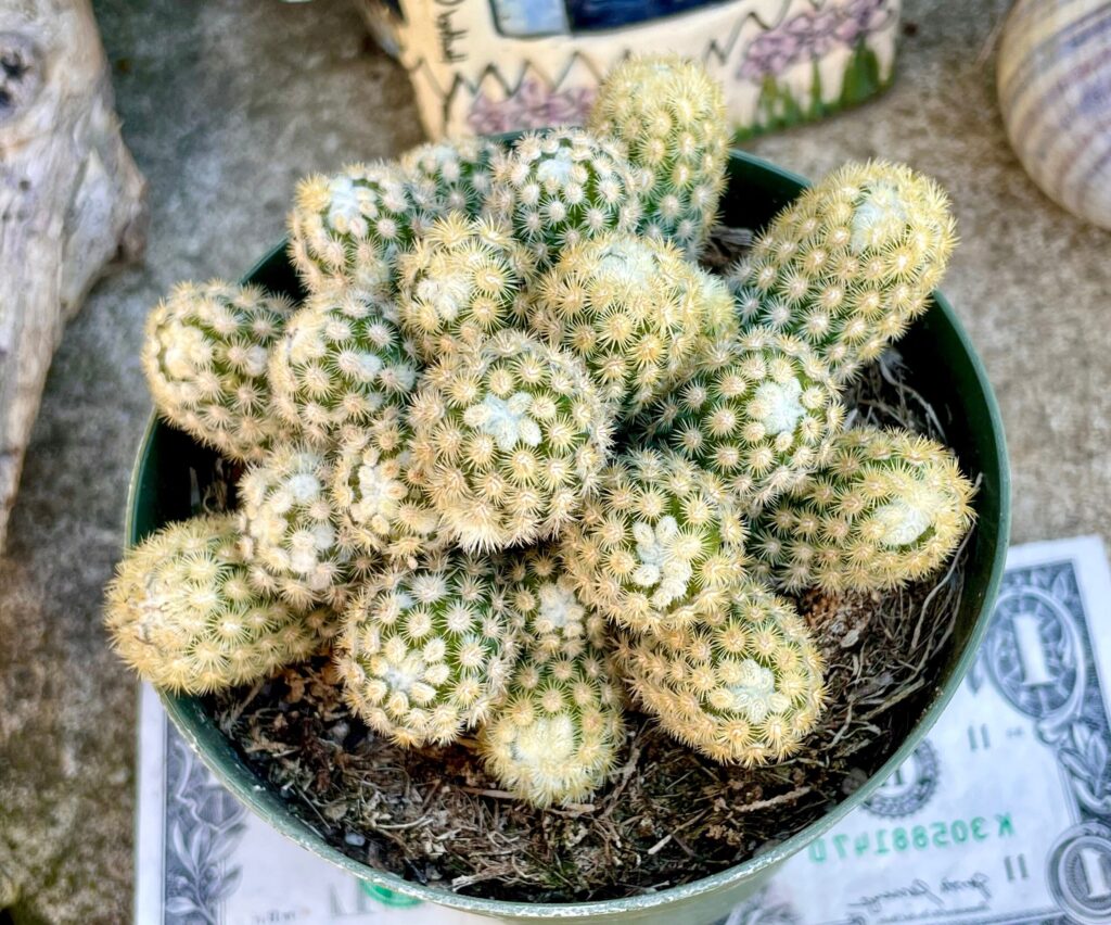 cotyledon elongata guia completa