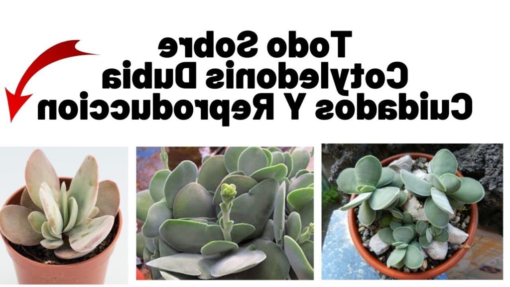 cotyledon euosma guia completa