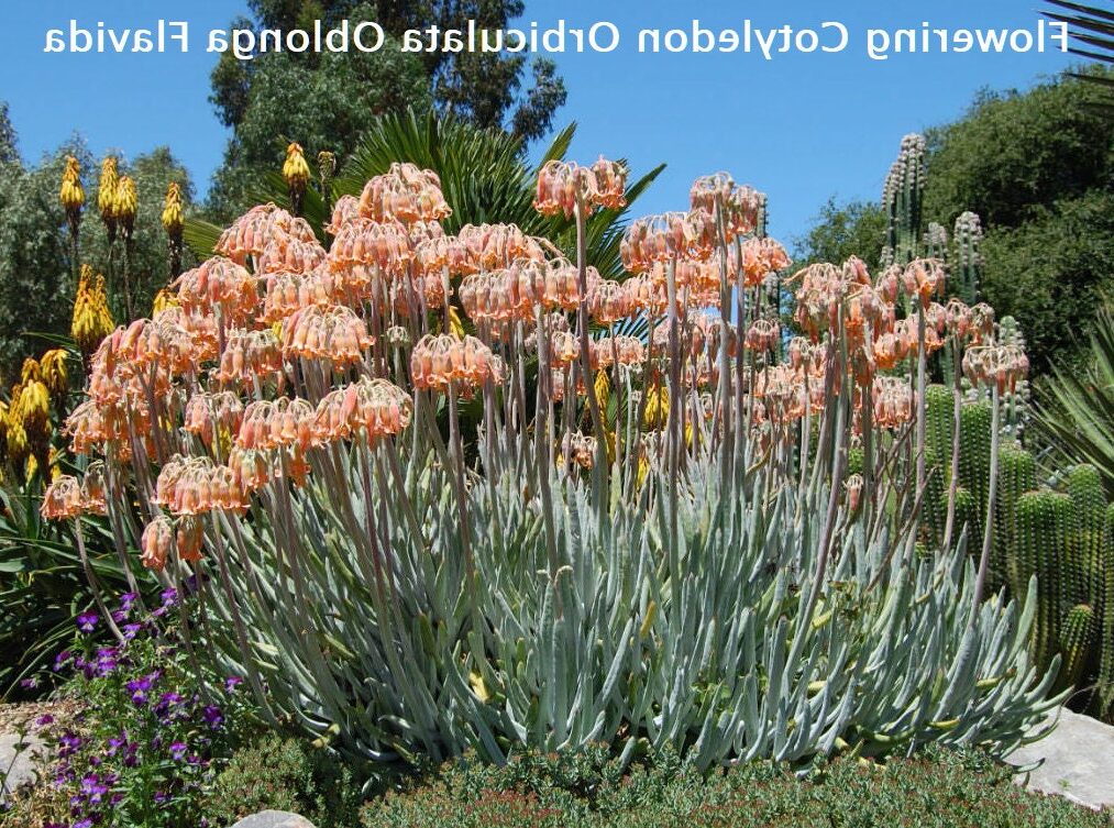 cotyledon falcata guia completa