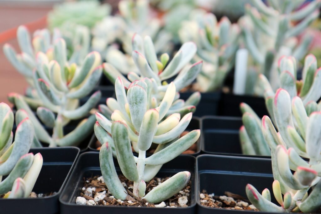 cotyledon flanaganii guia completa