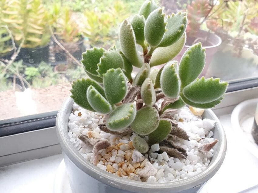 cotyledon fulgens guia completa