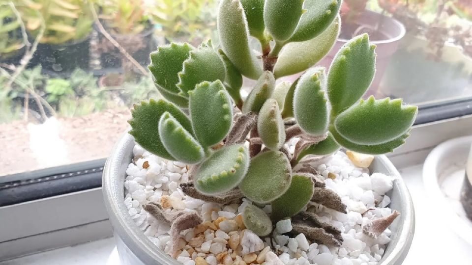 cotyledon galeata guia completa