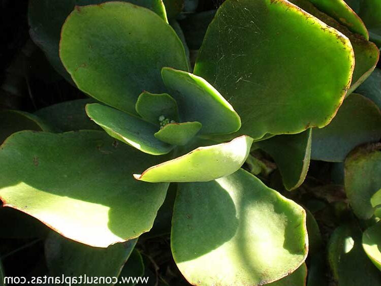 cotyledon geitleri guia de cuidados