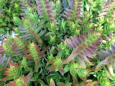 crassula anomaloflora guia completa