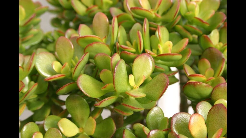 crassula arida guia de cuidados