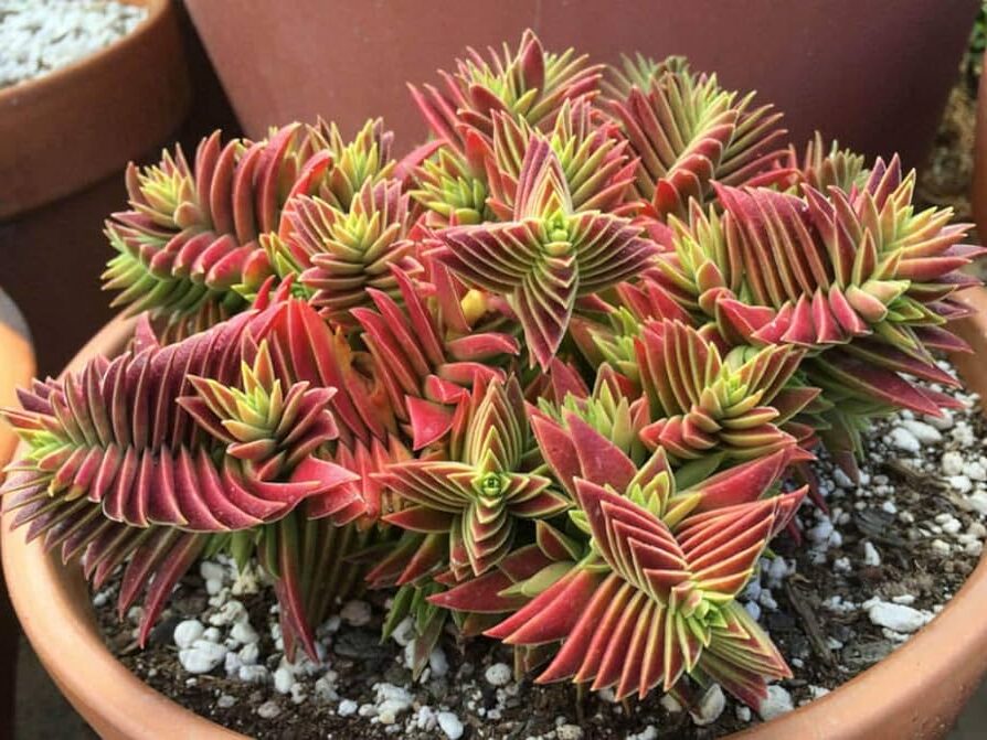 crassula borealis guia completa