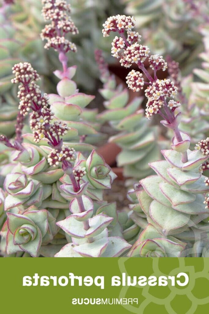 crassula caespitosa guia completa