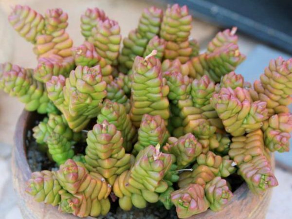 crassula corallina guia completa