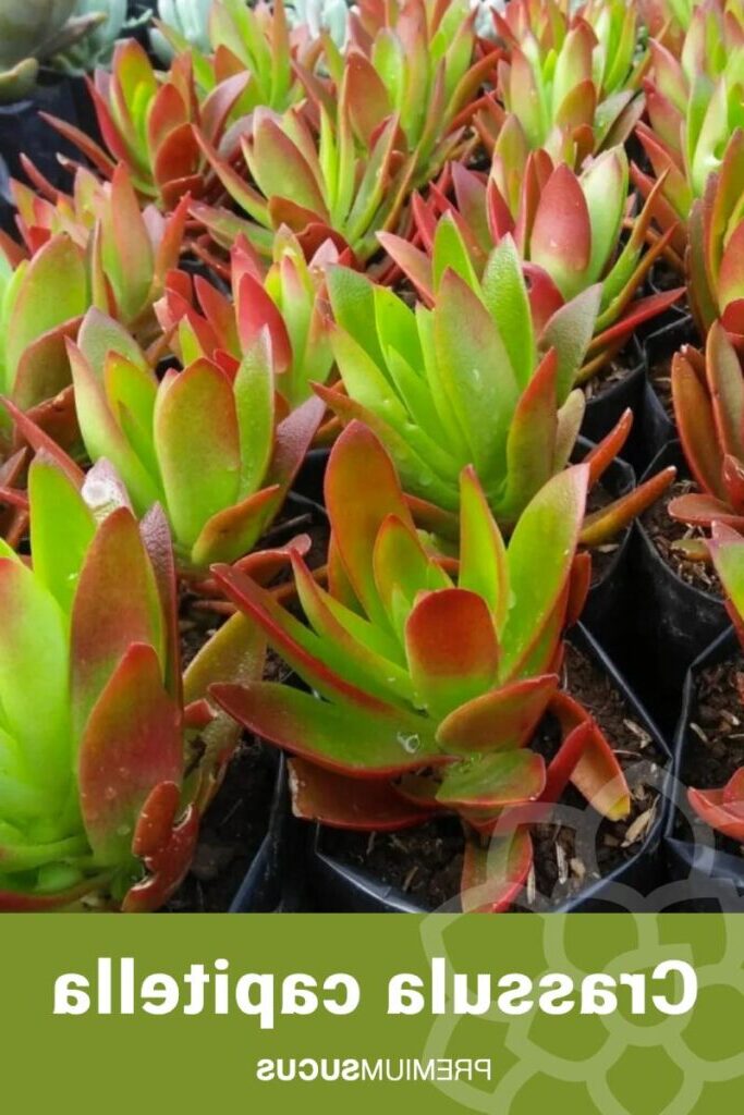 crassula cultriformis cuidados y consejos