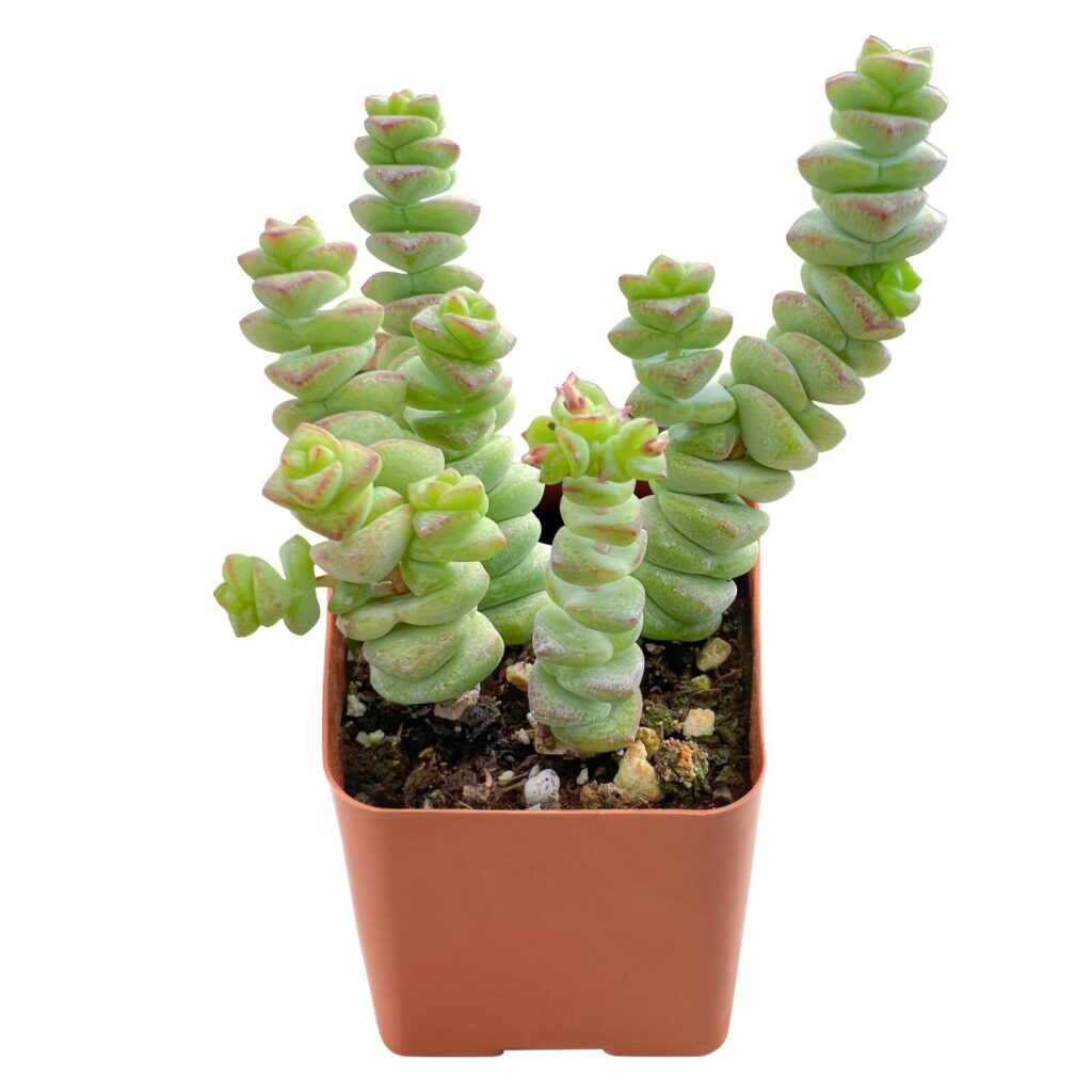 crassula curta guia completa