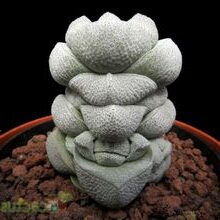 crassula deceptor guia completa