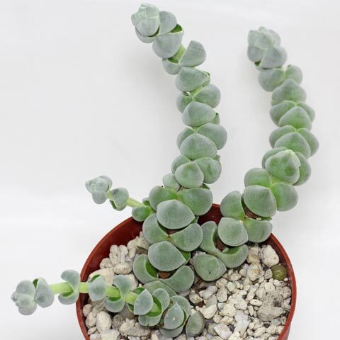 crassula deceptor var kranspoortensis guia completa