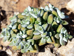 crassula deltoides guia completa