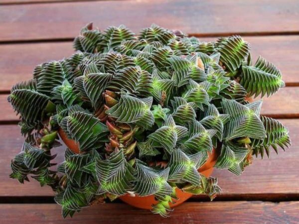 crassula dregeana guia completa