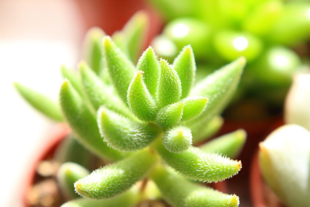 crassula ephedroides guia completa