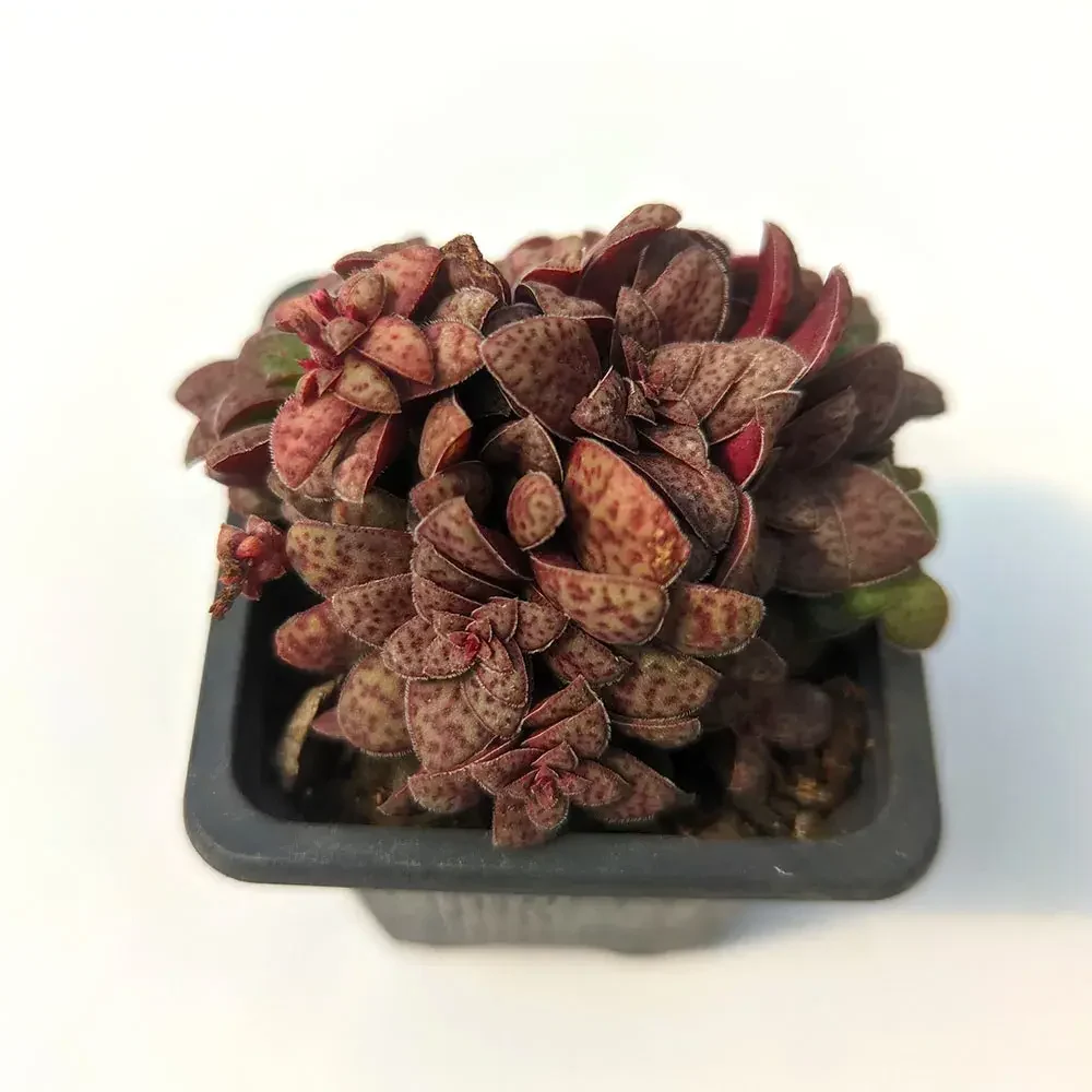 crassula exilis picturata