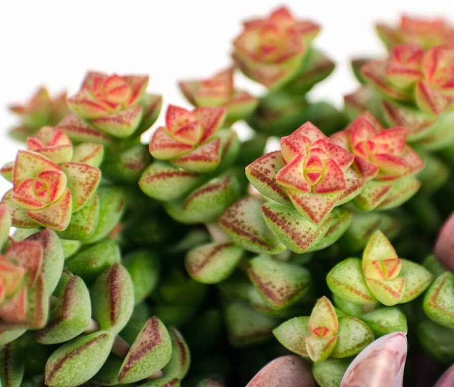 crassula falconeri guia completa