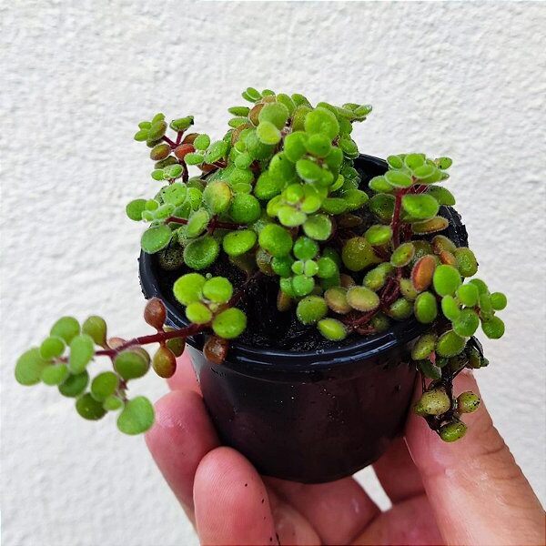 crassula fragilis guia completa