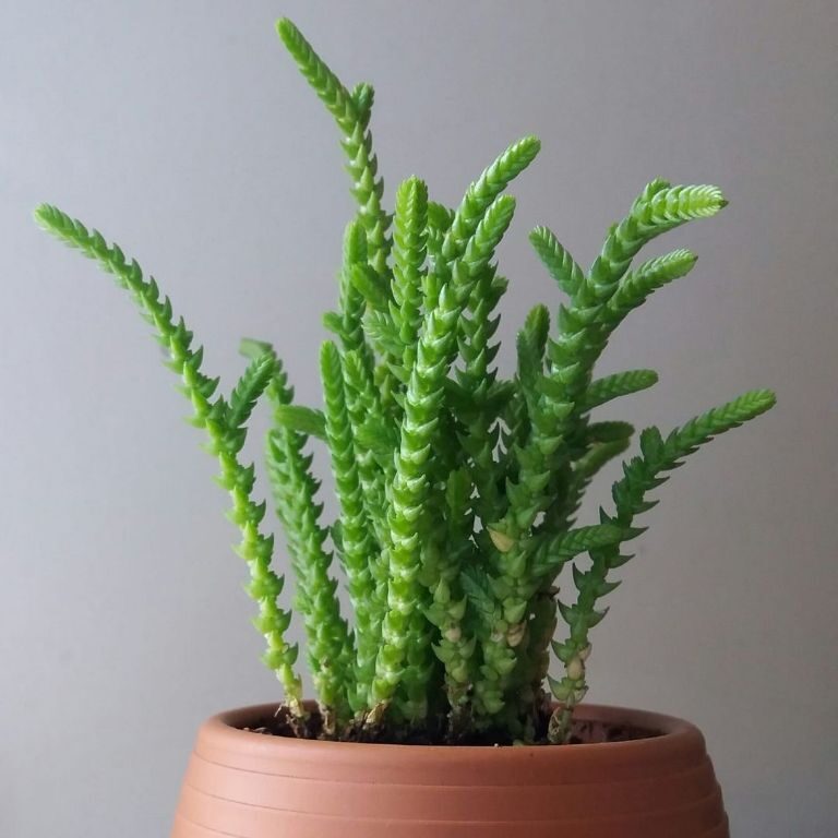 crassula fynbosensis guia completa