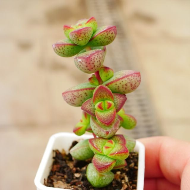 crassula gabriellae guia completa