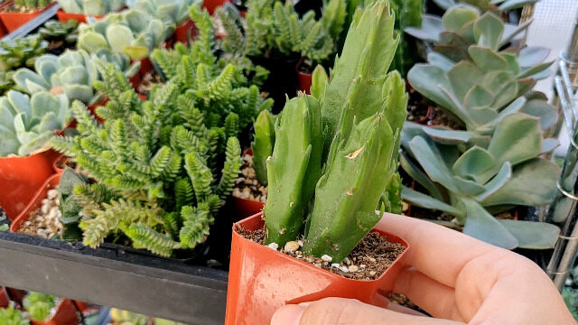 crassula gigantea guia completa