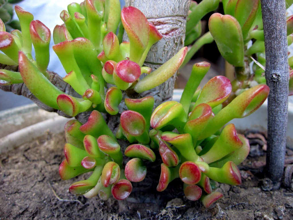 crassula gollum guia de cuidados