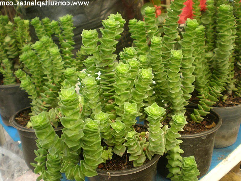 crassula greenei cuidados y consejos