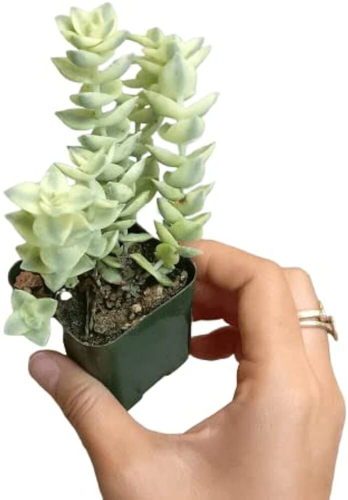 crassula helicoides guia completa