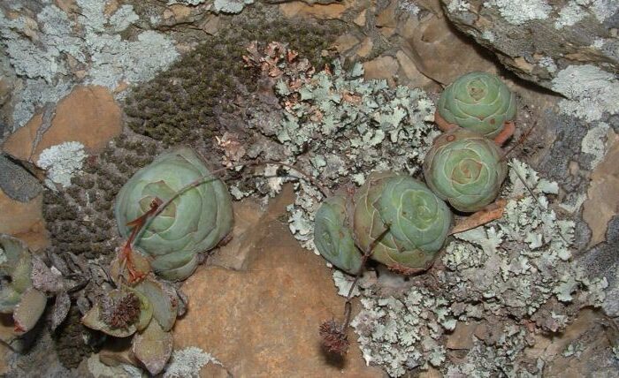 crassula hemisphaerica var hemisphaerica