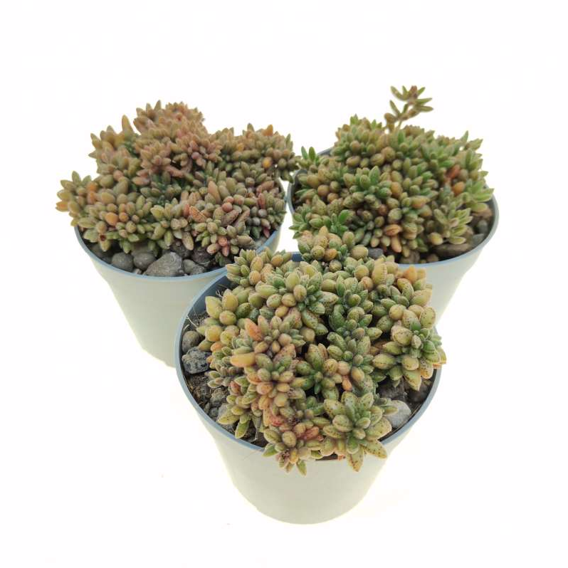 crassula humbertii guia completa