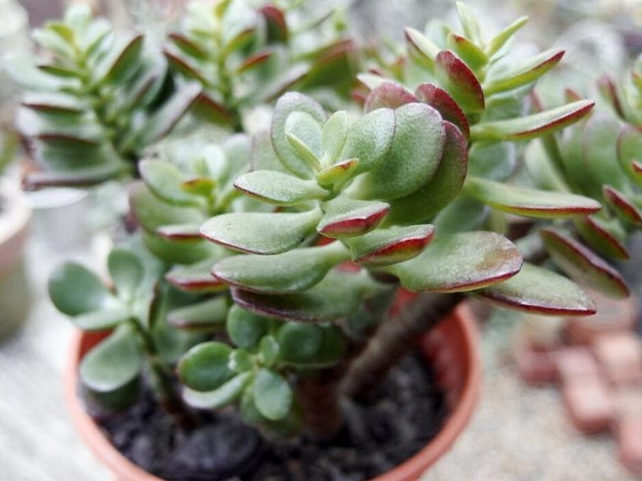 crassula juncifolia guia completa