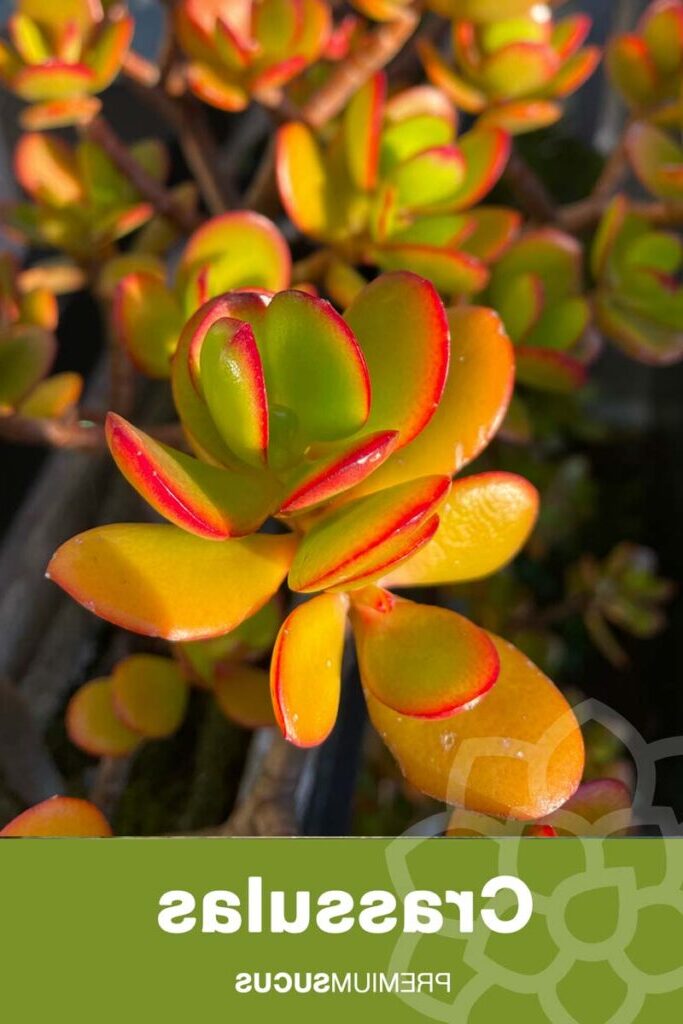 crassula karoopoortensis guia completa