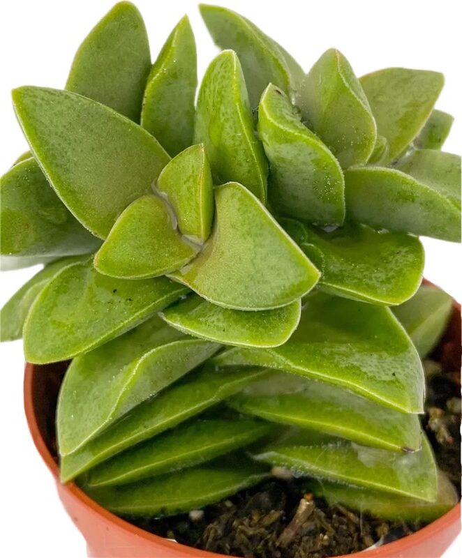 crassula kohresii guia completa