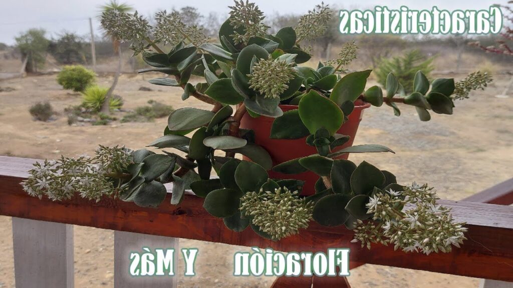 crassula lactea guia completa