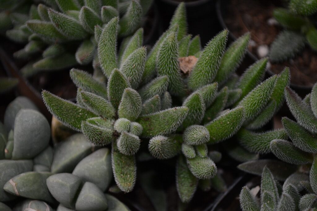 crassula latissima guia completa