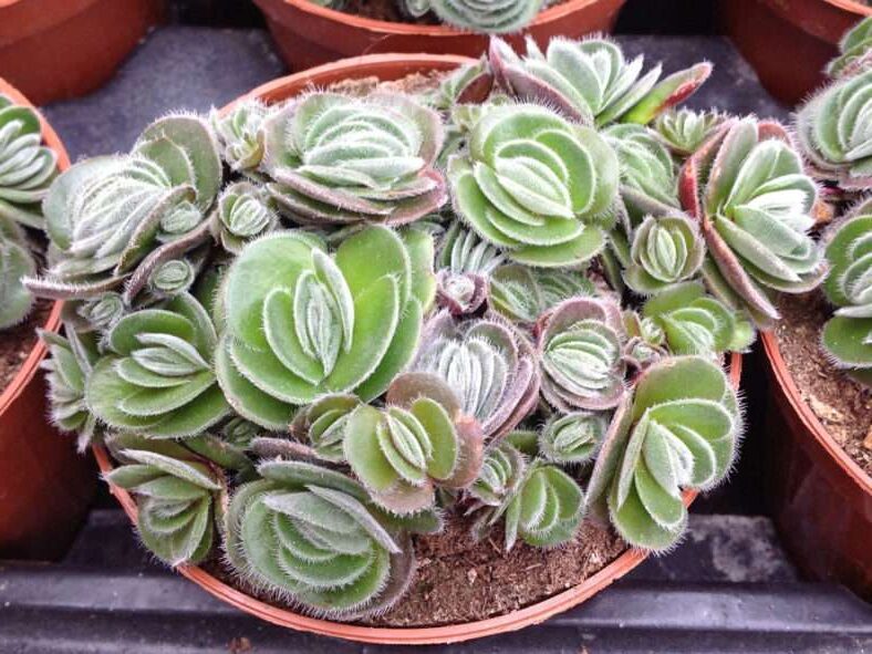 crassula lavranosii guia completa