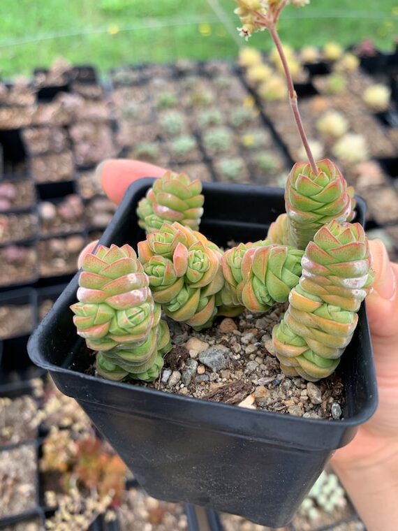 crassula leucophylla guia completa